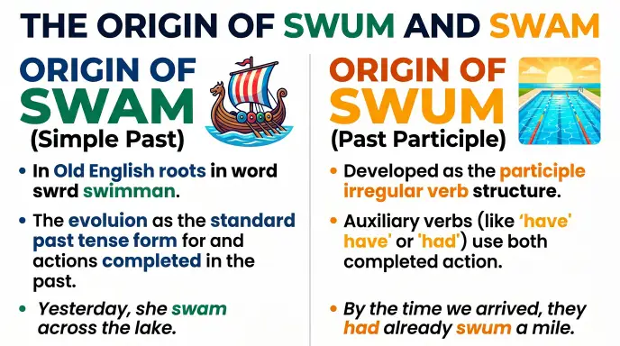The Origin of Swum or Swam